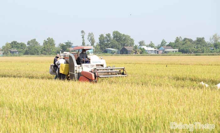 Giá lúa hiện vẫn chưa khởi sắc.