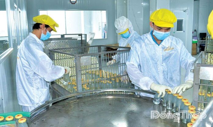 Cộng đồng doanh nghiệp Đồng Tháp không chỉ tăng trưởng về số lượng, mà còn trưởng thành về chất lượng.