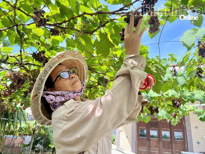Khách hàng trải nghiệm hái nho tại vườn.