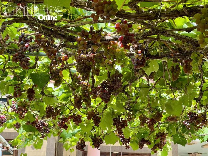 Giàn nho dần chuyển màu để bước vào mùa thu hoạch.