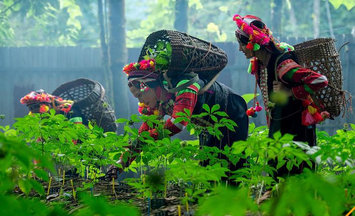 Để phát triển vùng sâm bền vững, việc mở rộng diện tích cần gắn với quản lý mã số cơ sở trồng, chất lượng giống và quy trình kỹ thuật.