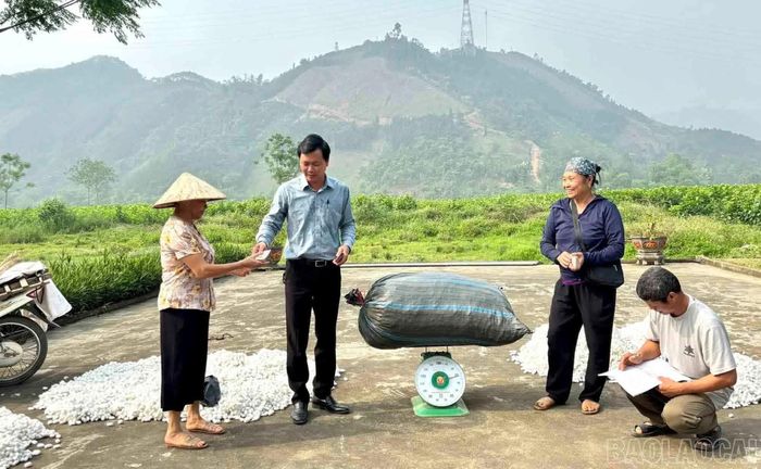 Thu mua kén trực tiếp tại vùng sản xuất giúp người nuôi tằm thuận lợi hơn trong tiêu thụ sản phẩm.