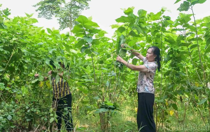 Người dân xã Phúc Khánh chăm sóc vùng dâu nguyên liệu phục vụ nghề nuôi tằm.