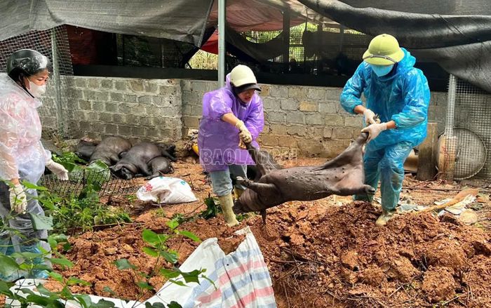 Hỗ trợ người dân tiêu hủy.