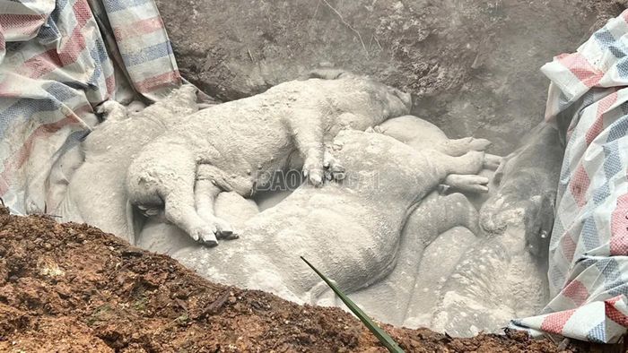 Lợn mắc dịch tả châu Phi ở Làng Nộc, xã Khánh Hòa.