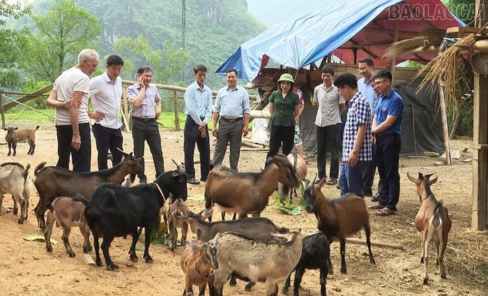 Tổ hội nuôi dê thôn Làng Mới, xã Bản Xèo thường xuyên trao đổi kinh nghiệm, hỗ trợ nhau trong chăn nuôi. (Ảnh: Hội Nông dân xã Bản Xèo)