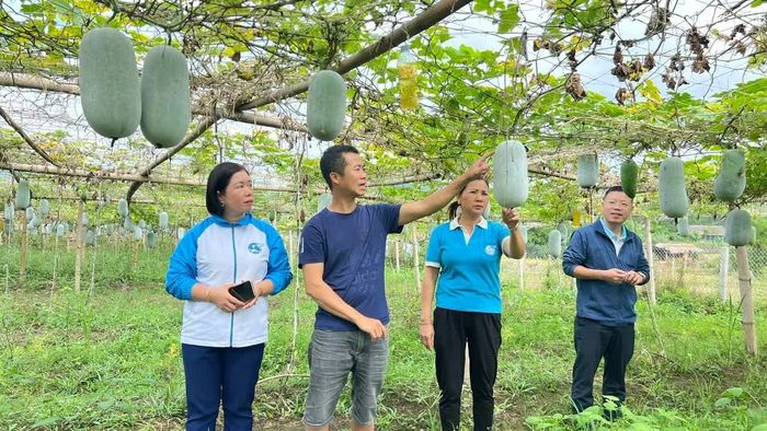 Tổ liên kết sản xuất bí thơm giúp các hộ chia sẻ kinh nghiệm, nâng cao hiệu quả canh tác.