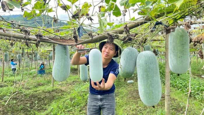 Mô hình trồng bí thơm mang lại hiệu quả kinh tế cho người dân xã Văn Bàn.