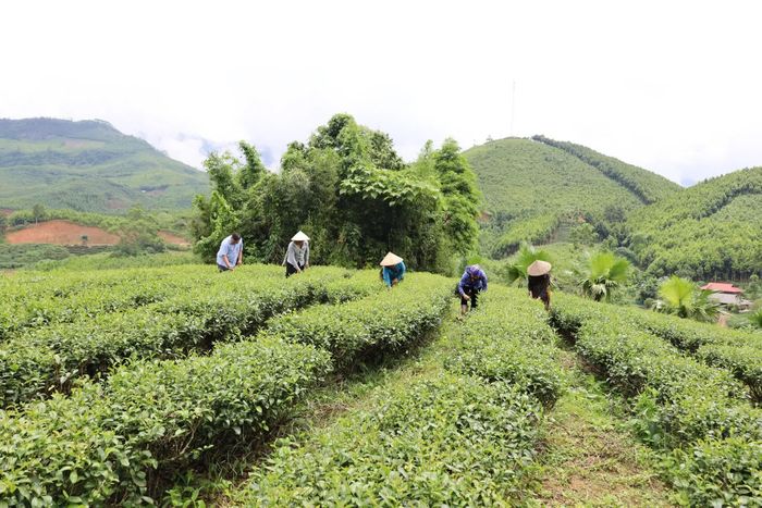 Nông dân Lào Cai liên kết sản xuất, hỗ trợ nhau, góp phần nâng cao hiệu quả và thu nhập.