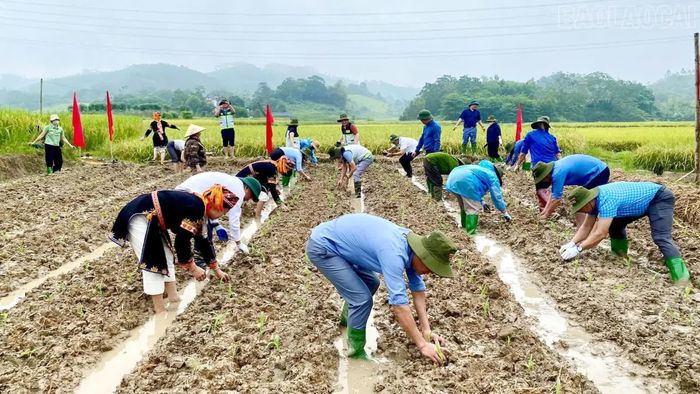 Các đại biểu và nhân dân tham gia trồng cây vụ Đông.