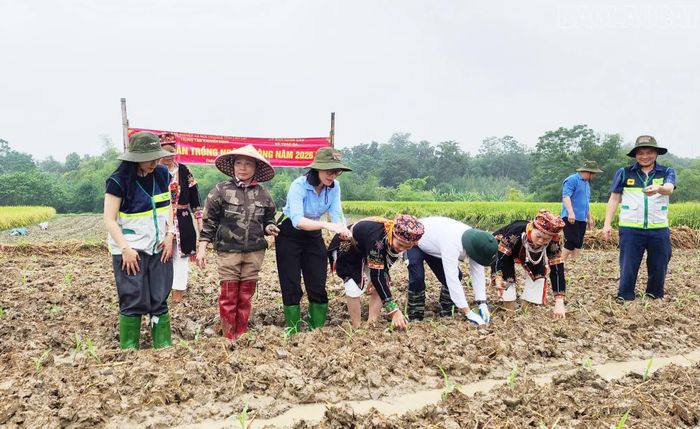 Tại buổi ra quân, các đại biểu và người dân đã tham gia trồng 2 ha ngô, tạo khí thế sôi nổi, thúc đẩy tiến độ sản xuất vụ Đông ngay từ đầu vụ.