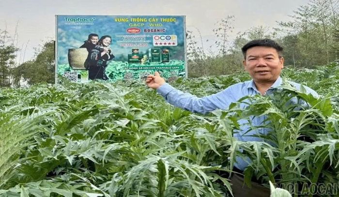 Vùng trồng cây dược liệu Actiso của Công ty TNHH MTV Traphaco Sa Pa.