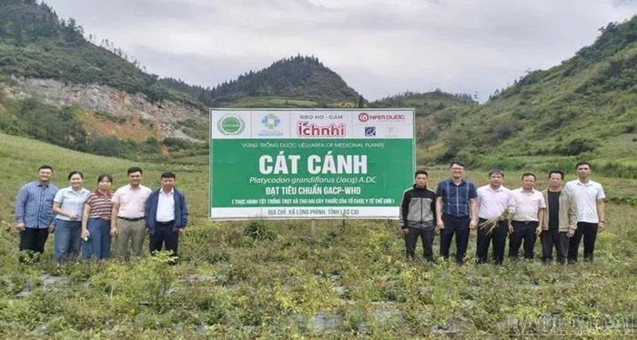 Vùng trồng cây cát cánh tại xã Lùng Phình đạt tiêu chuẩn GACP-WHO.