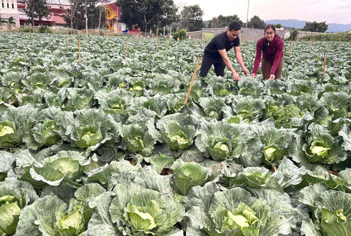 Tăng cường điều phối vùng nguyên liệu trên cơ sở liên kết, thống nhất và chia sẻ thông tin giữa đơn vị chủ trì với thành viên nông dân