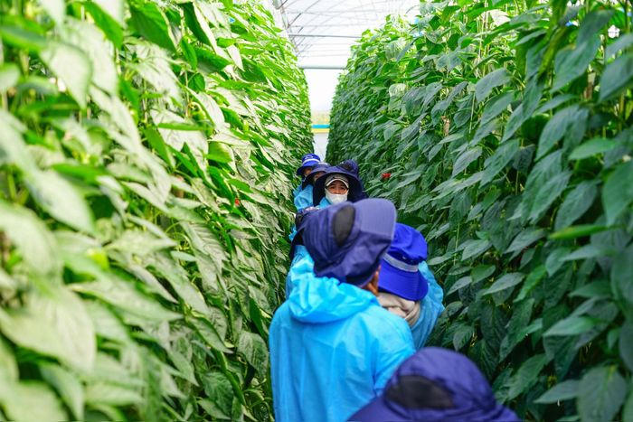 Nông dân tuân thủ quy trình sản xuất xanh, bền vững