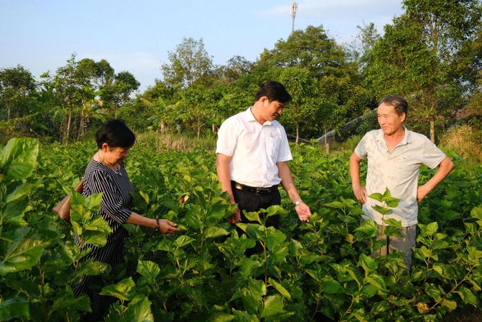 Ở các xã phía Nam Lâm Đồng, nghề trồng dâu nuôi tằm được người dân phát triển