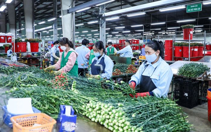 Đóng gói hoa tại Dalat Hasfarm