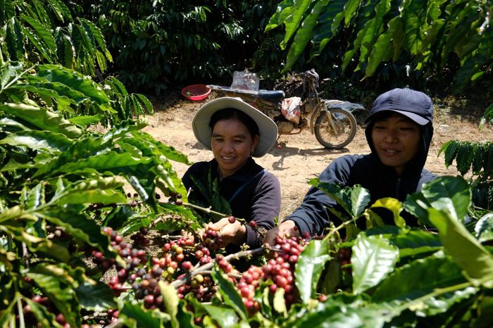 Kinh tế vùng đồng bào DTTS nhiều khởi sắc