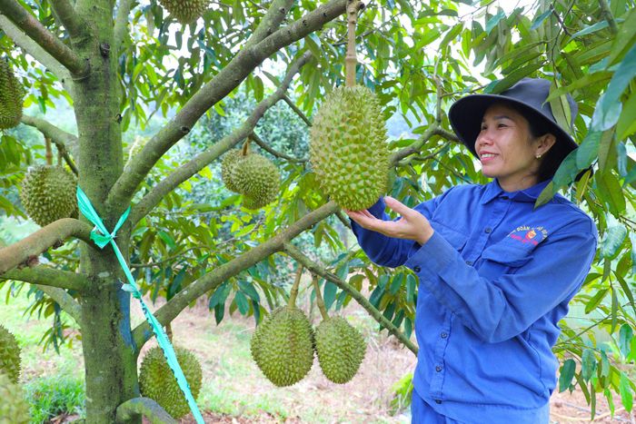 Chị Cao Thị Trung bên vườn sầu riêng xen với cà phê, thành quả sau nhiều năm cần cù lao động và được Đoàn KT - QP 726 hỗ trợ