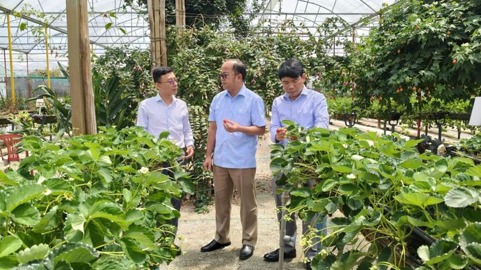 Đồng chí Y Quang BKrông, Ủy viên Ban Thường vụ Tỉnh ủy, Phó Chủ tịch HĐND tỉnh khảo sát thực địa