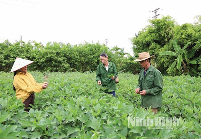 Hợp tác xã Dược liệu sinh thái Ngọc Trà, xã Hải Quang mở rộng diện tích trồng dược liệu, tạo thu nhập ổn định cho các thành viên.