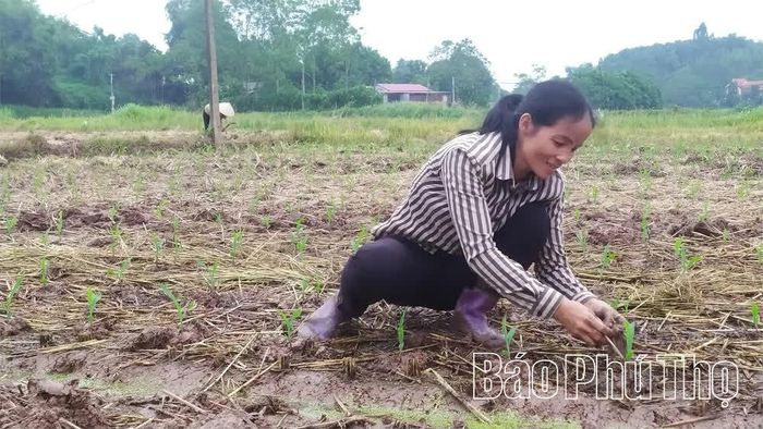 Nông dân xã Sơn Đông gieo trồng ngô Đông sớm.