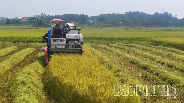 Nông dân xã Sơn Đông thu hoạch lúa Mùa, chuẩn bị sản xuất vụ Đông.