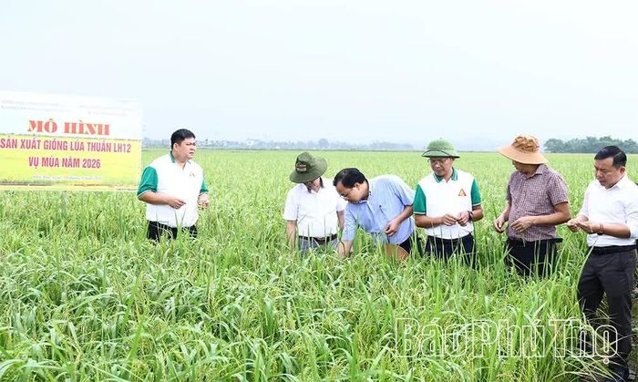 Các đại biểu tham quan mô hình trình diễn giống lúa LH12