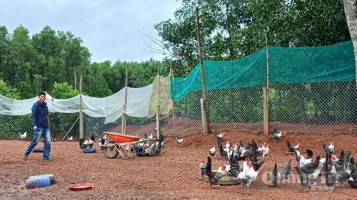 Anh Trần Phương Anh (thôn Lai Bình, xã Vĩnh Linh) tận dụng nguồn nguyên liệu tại chỗ để tạo thức ăn cho đàn vật nuôi, hướng đến sản xuất nông nghiệp sạch - Ảnh: N.B