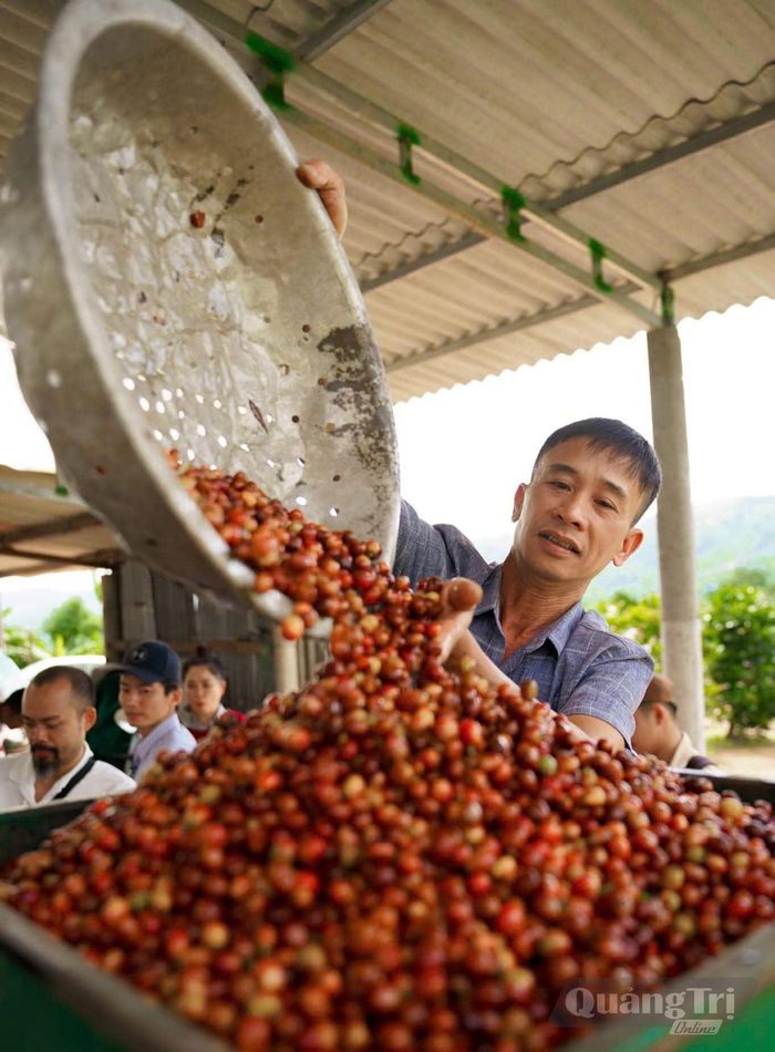 Hợp tác xã Nông nghiệp sinh thái Bốn Phương chú trọng kiểm soát chất lượng cà phê từ thu mua đến chế biến - Ảnh:Tư liệu