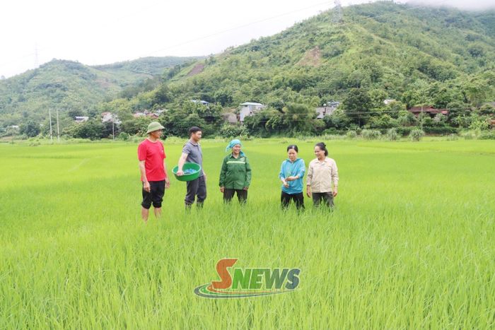 Cán bộ Trung tâm Dịch vụ tổng hợp xã Gia Phù hướng dẫn nhân dân bản Nhọt chăm sóc mô hình lúa hữu cơ.