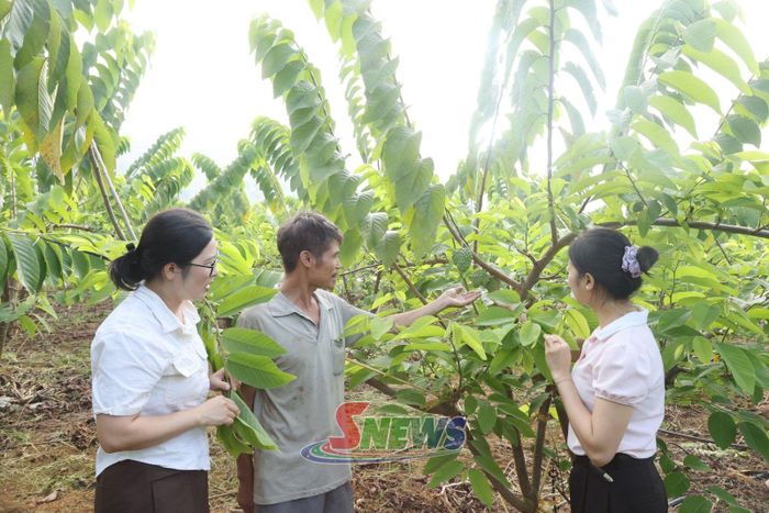 Nông dân bản Nà Bó, phát triển cây ăn quả.