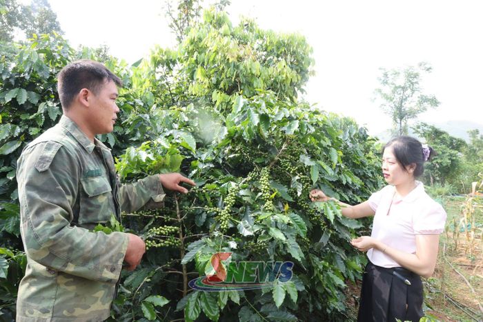 Mô hình trồng cà phê của nhân dân bản Nà Bó.