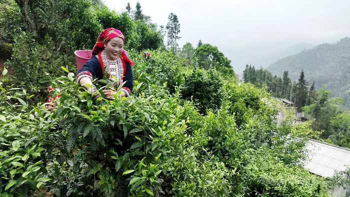 Khách du lịch trải nghiệm hái chè Shan tuyết tại xã Hồ Thầu.