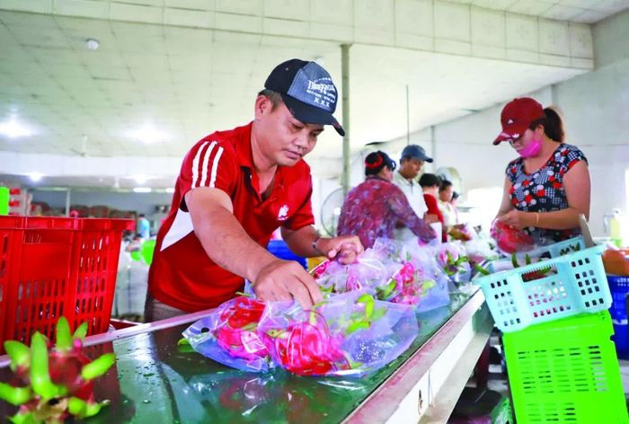 Đóng gói hàng nông sản xuất khẩu tại HTX Thanh Long Tầm Vu (Tây Ninh). Ảnh: An Thư