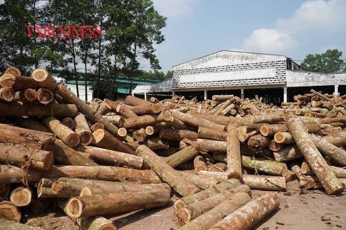 Nhiều doanh nghiệp đầu tư máy móc và vùng nguyên liệu nhưng còn thiếu nhân lực và tổ chức nguồn hàng.