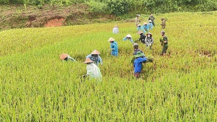 Công an các xã đang hỗ trợ người dân trên địa bàn thu hoạch lúa bị ngập úng.