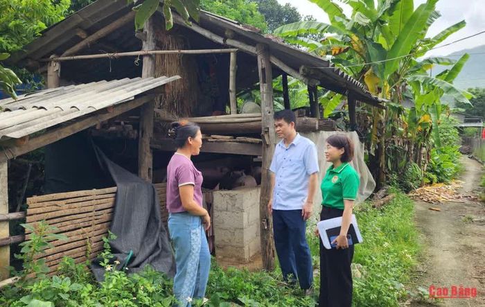 Hội Nông dân tỉnh kiểm tra thực tế tại mô hình chăn nuôi lợn sinh sản tại thôn Nặm Loát. 