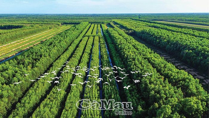 Những cánh rừng tràm trải rộng, tạo nên vẻ hoang sơ, đặc trưng của U Minh Hạ. Ảnh: VĂN ÐỜI