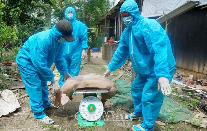 Hộ ông Nguyễn Thanh Sơn, ấp Kiểu Mẫu, Xã Trần Văn Thời, có đàn heo mắc bệnh và phải tiêu huỷ vào sáng 17/9.