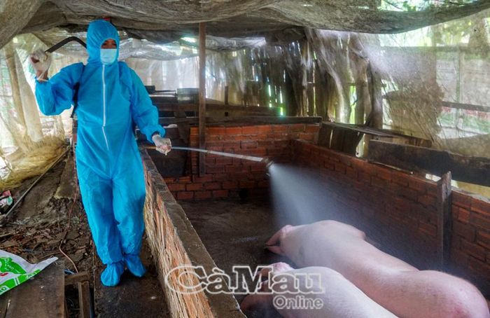 Lực lượng chức năng phun thuốc xử lý chuồng có heo bị nhiễm bệnh.