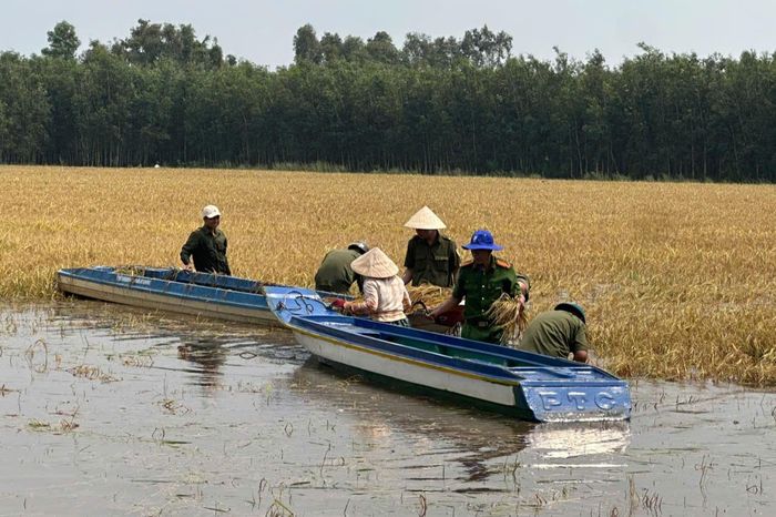 Nhanh chóng thu hoạch lúa hỗ trợ người dân giảm thiểu thiệt hại.