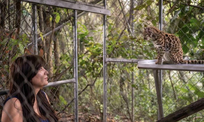 Mèo Leopardus tilcayo, một loài mới được xác định thông qua nghiên cứu do nhà thám hiểm Paola Nogales Ascarrunz của National Geographic dẫn đầu- Ảnh: Reuters