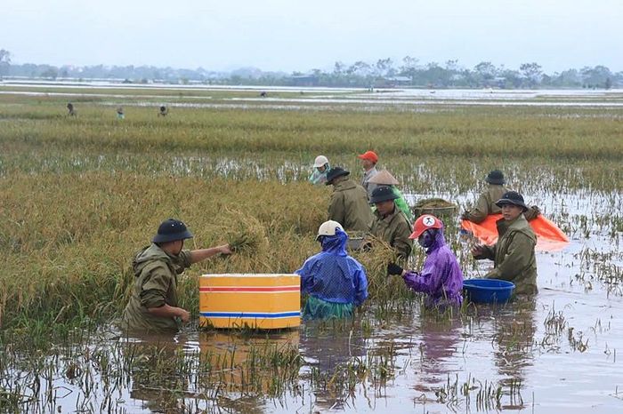 Lực lượng công an, quân đội thường xuyên hỗ trợ nhân dân vùng ven sông Bùi, Tích, Mỹ Hà thu hoạch nông sản. Ảnh: Hồng Đào