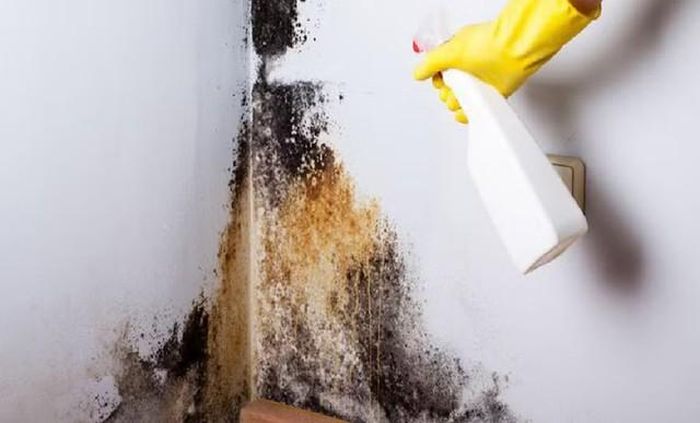 Một số nguyên liệu có sẵn trong nhà có thể dùng để làm sạch những vị trí mốc nhỏ. Ảnh TL