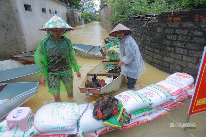 Dùng thuyền đưa gia cầm và đồ đạc ra khỏi khu vực ngập sâu. Ảnh: T.Anh