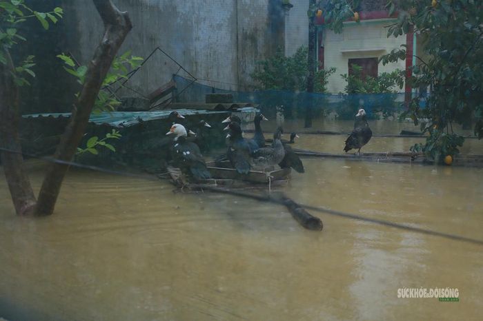 Vật nuôi tìm vị trí cao hơn khi sân vườn chìm trong nước. Ảnh: T.Anh