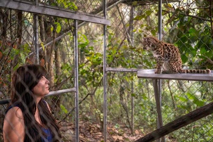 Nhà sinh vật học Paola Nogales-Ascarrunz bên cạnh một cá thể mèo Leopardus tilcayo. Ảnh: Fernando Faciole, National Geographic Society