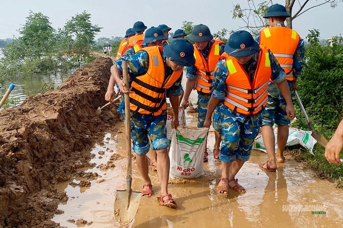 Vận chuyển đất gia cố tuyến đê Vàng. Ảnh: H. Thuần