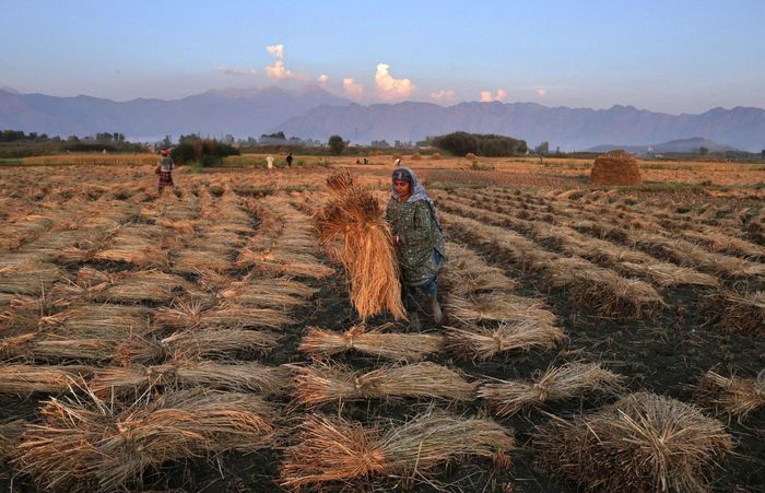  Nông dân Kashmir làm việc trên cánh đồng lúa trong mùa thu hoạch ở ngoại ô Srinagar, thủ phủ mùa hè của vùng Kashmir thuộc Ấn Độ. Ảnh: EPA. 